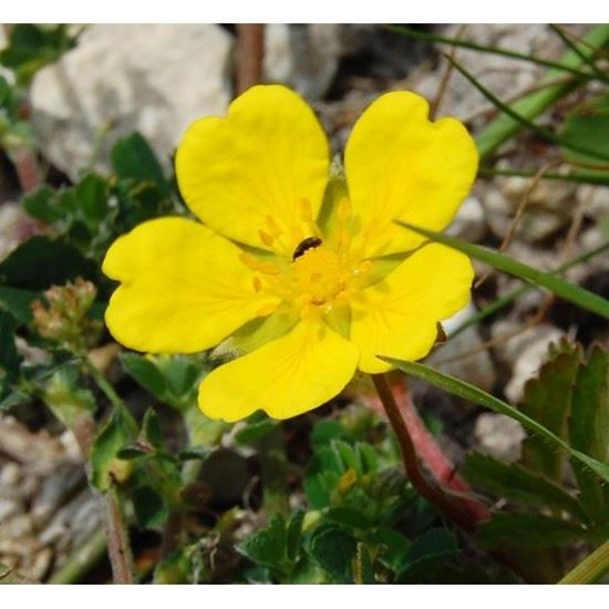 Tormentil Flower seeds for Planting - Fragrant Blossoms, Heirloom & GMO Free Seeds for Home Garden