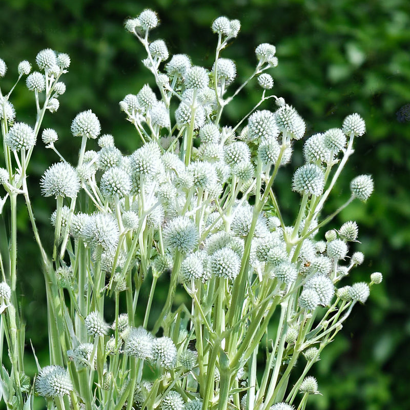 White Eryginum Flower seeds for Planting - Fragrant Blossoms, Heirloom & GMO Free Seeds for Home Garden