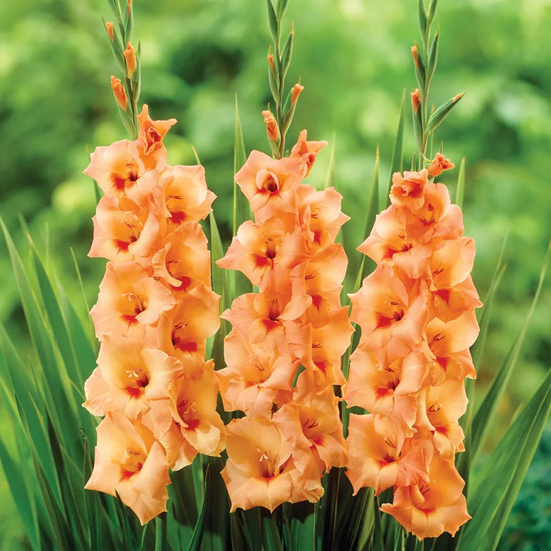 Orange Yellow Gladiolus Seeds for Planting Vibrant Garden Blooms
