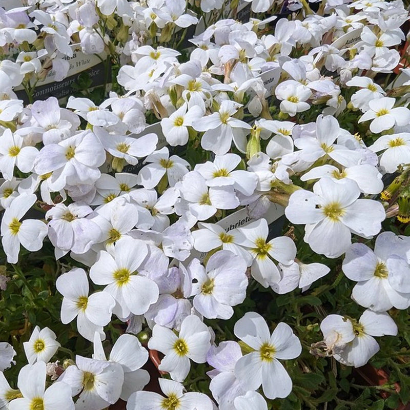 Aubrieta Rock Cascade Flower Seeds - White for Planting