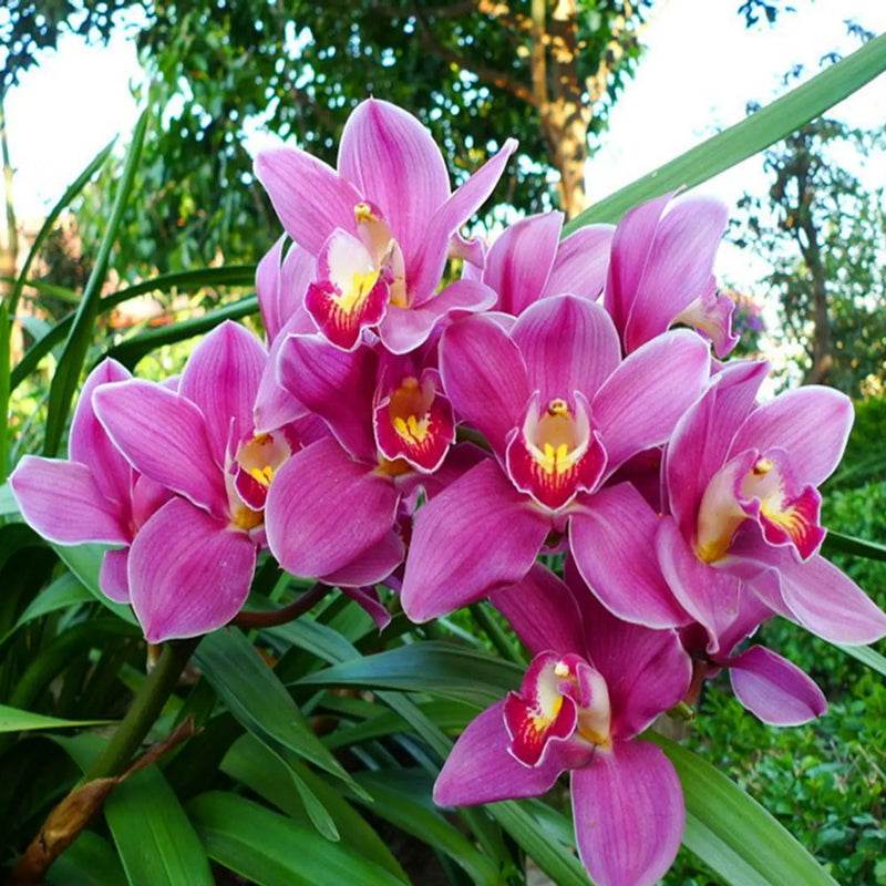 Butterfly Orchid Flower seeds for Planting - Easy to Grow, Heirloom & GMO Free Seeds for Home Garden