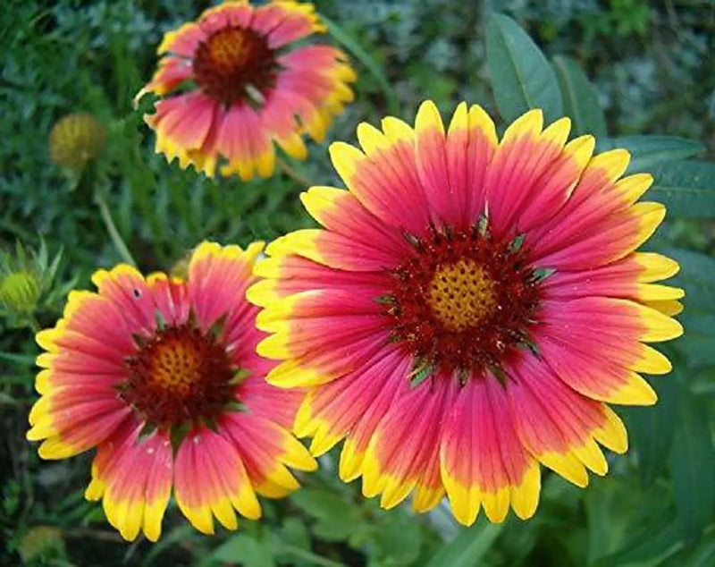 Heirloom Gaillardia Aristata Flower seeds for Planting Bright Blooms Heirloom & GMO Free Seeds for Home Garden