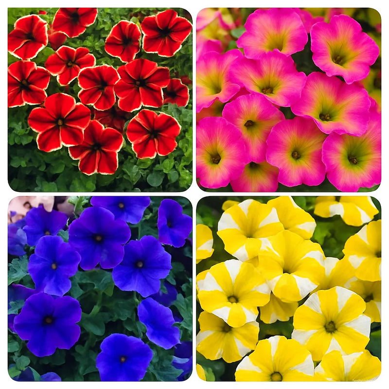 Tacoli Bonsai Petunia Flower seeds for Planting Seasonal Bloomer Heirloom & GMO Free Seeds for Home Garden