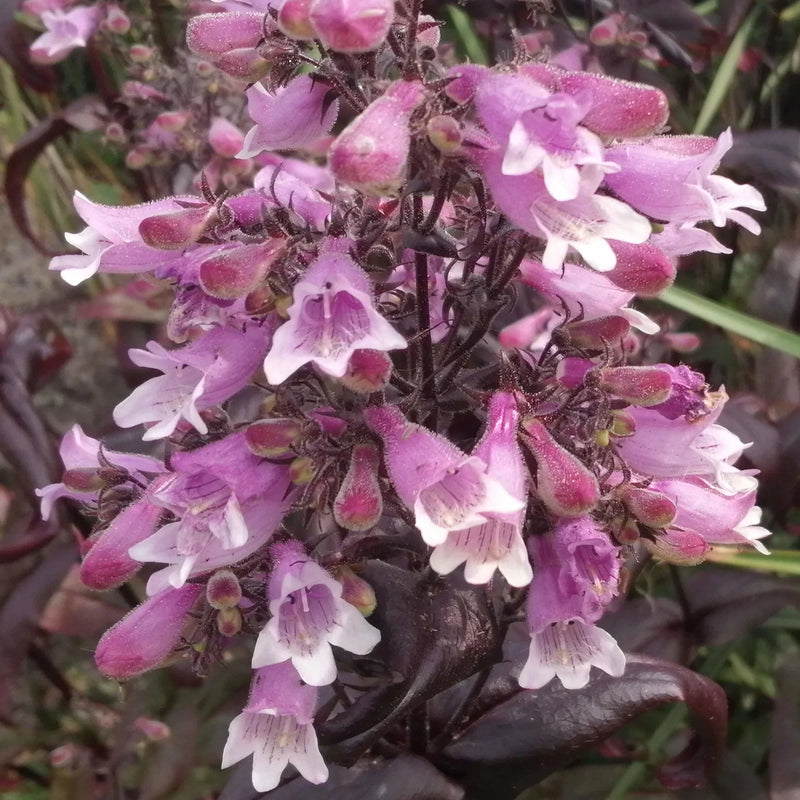 Violet Penstemon Flower seeds for Planting - Hardy Variety, Heirloom & GMO Free Seeds for Home Garden