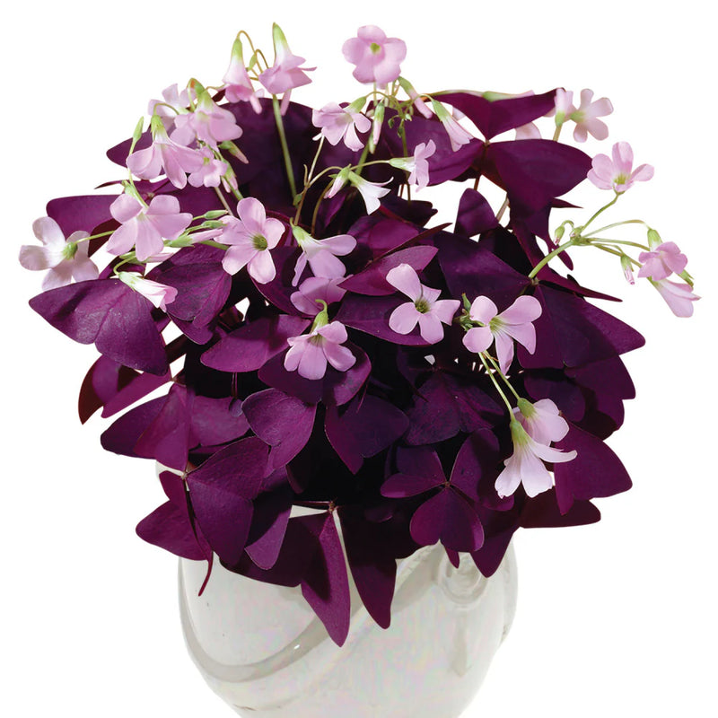 Oxalis Flower seeds for Planting - Bright Blooms, Heirloom & GMO Free Seeds for Home Garden