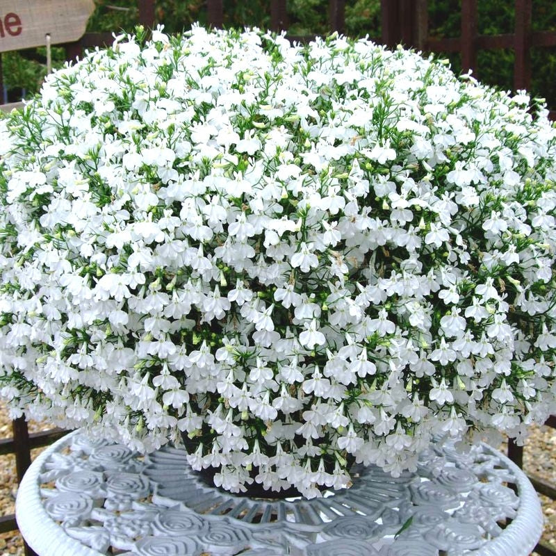 Lobelia Pendula White Lady Cascade Flower seeds for Planting - Long Bloom Season, Heirloom & GMO Free Seeds for Home Garden