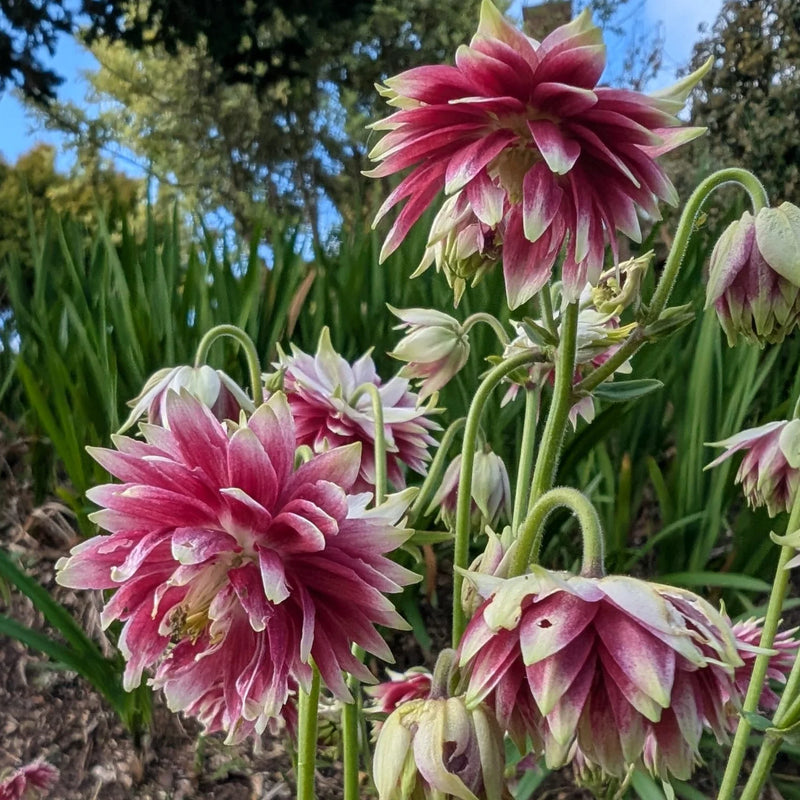 Aquilegia Seeds for Planting home garden flower bed