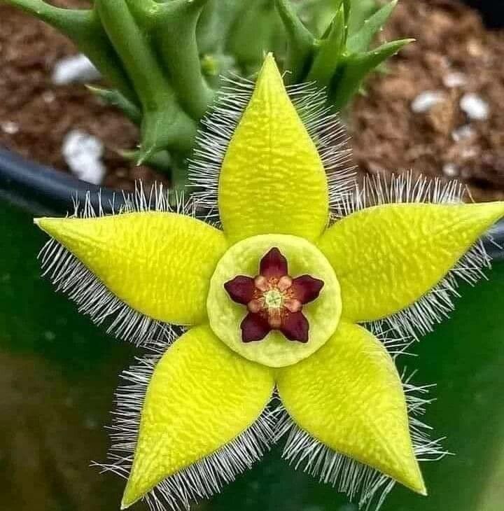 Stapelia Pulchella Flower seeds for Planting - Cut Flower Favorite, Heirloom & GMO Free Seeds for Home Garden