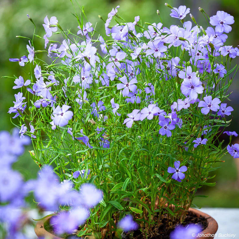 Blue Viscaria Flower seeds for Planting - Fragrant Blossoms, Heirloom & GMO Free Seeds for Home Garden