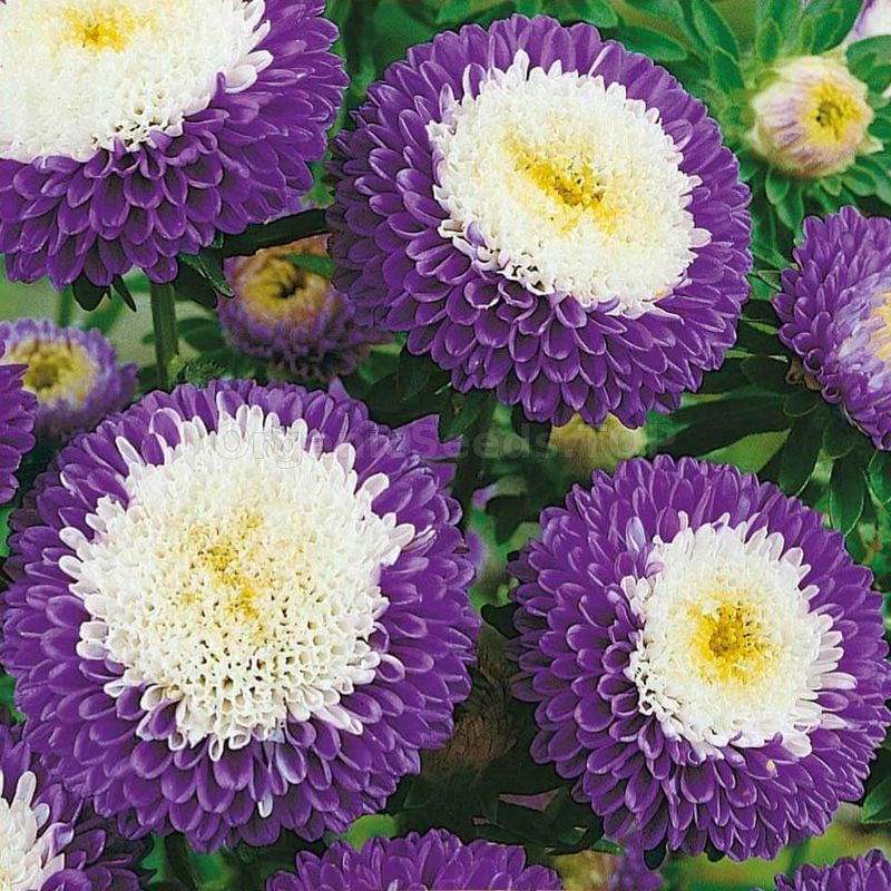 Blue White Aster Flower Seeds for Planting Vibrant Colors Heirloom & GMO Free Seeds for Home Garden
Sale