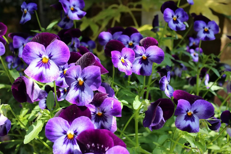 Pansy Flower seeds for Planting Bright Blooms Heirloom & GMO Free Seeds for Home Garden