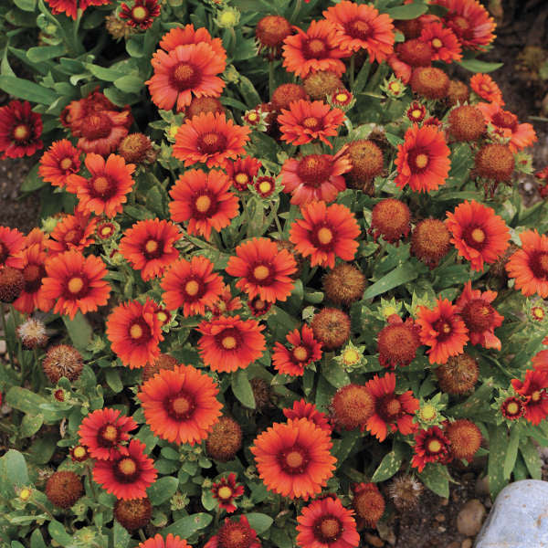 Red Gaillardia Arizona Flower seeds for Planting - Compact Growth, Heirloom & GMO Free Seeds for Home Garden