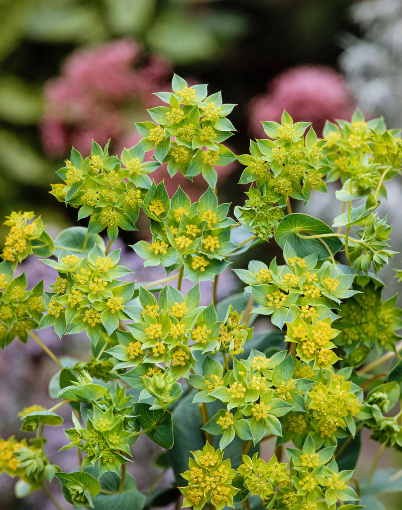 Yellow Thorowax Flower seeds for Planting - Cottage Garden Essential, Heirloom & GMO Free Seeds for Home Garden