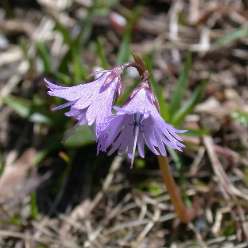 Violet Soldanella Alpina Seeds Flower seeds for Planting - Sun Loving, Heirloom & GMO Free Seeds for Home Garden
Sale for planting in home garden