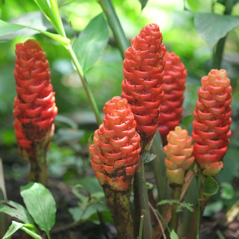 Wild Ginger Flower seeds for Planting Vibrant Colors Heirloom & GMO Free Seeds for Home Garden