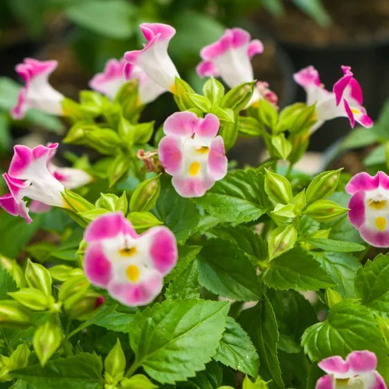Mixed Wishbone Flower seeds for Planting - Cottage Garden Essential, Heirloom & GMO Free Seeds for Home Garden