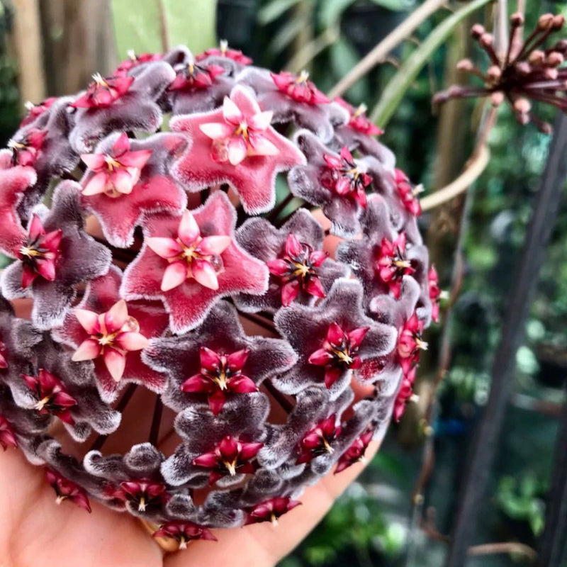 Burgundy Hoya Flower seeds for Planting - Hardy Variety, Heirloom & GMO Free Seeds for Home Garden