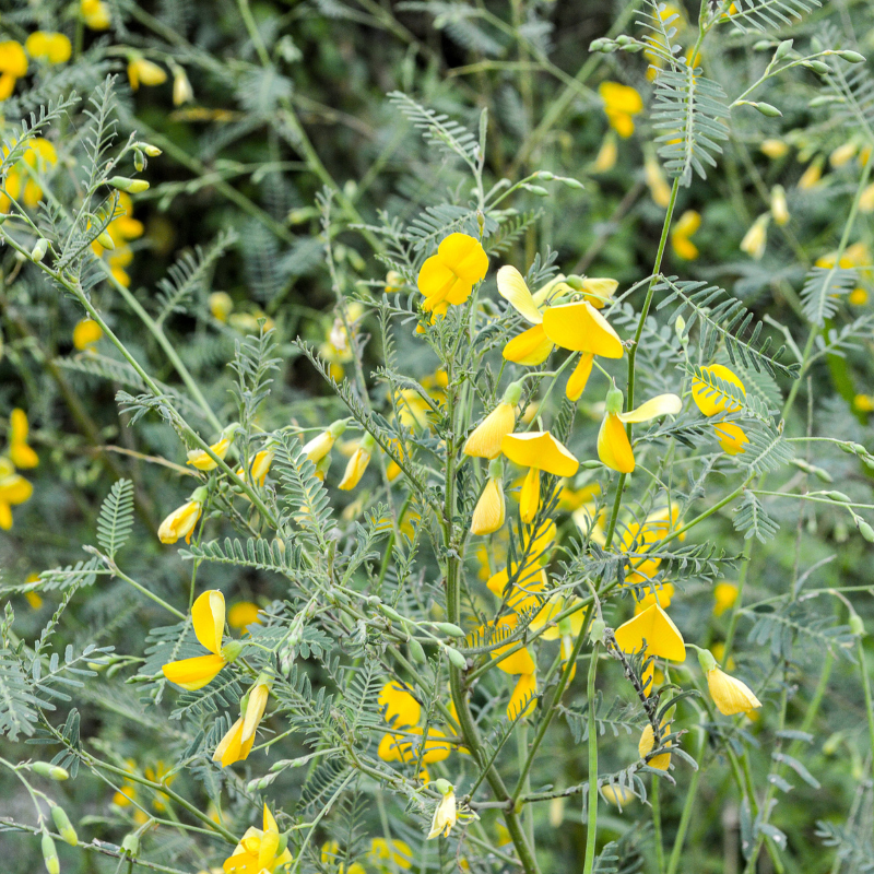Yellow Sesbania Aculeata Plant Seeds Planting Guide