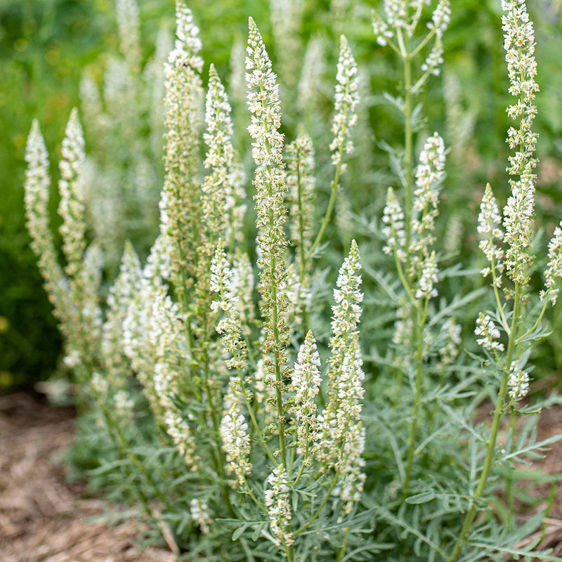 Heirloom Mignonette Flower seeds for Planting Sun Loving Heirloom & GMO Free Seeds for Home Garden