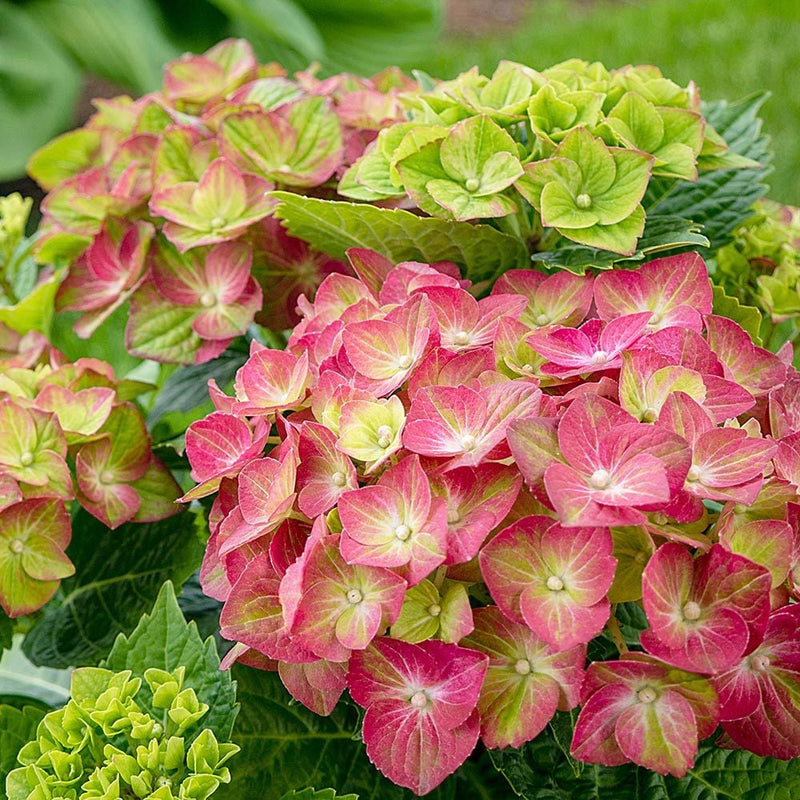 Green Pink Hydrangea Flower seeds for Planting - Hardy Variety, Heirloom & GMO Free Seeds for Home Garden
Sale for planting in home garden