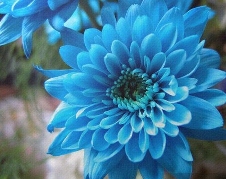 Sky Blue Chrysanthemum Flower seeds for Planting - Long Bloom Season, Heirloom & GMO Free Seeds for Home Garden