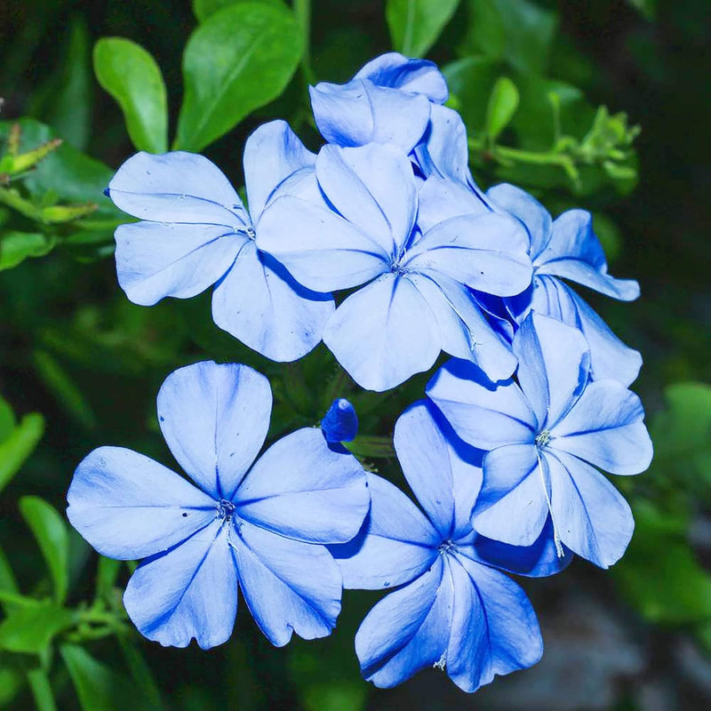 Plumbago Flower seeds for Planting Sun Loving Heirloom & GMO Free Seeds for Home Garden
Sale seeds for home garden planting