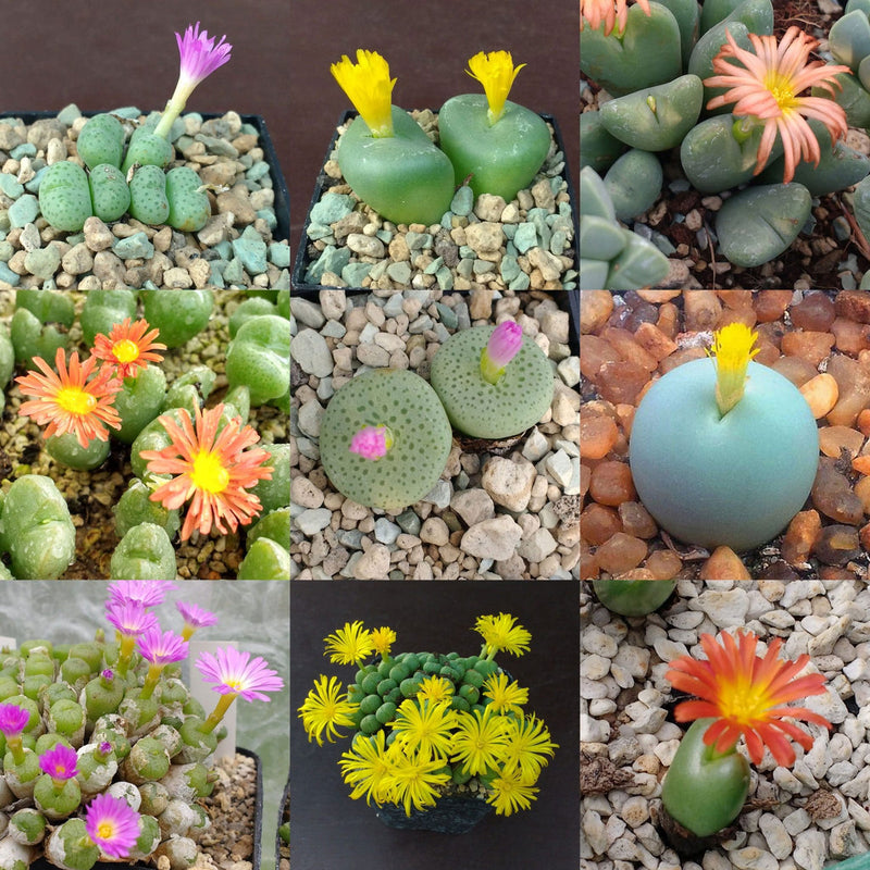 Mixed Conophytum Hammeri Flower seeds for Planting - Pollinator Friendly, Heirloom & GMO Free Seeds for Home Garden
Sale seeds for planting in home garden