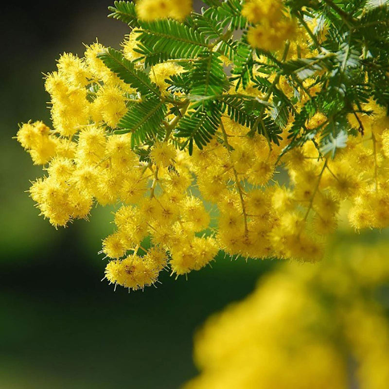 Yellow Mimosa Flower seeds for Planting Pollinator Friendly Heirloom & GMO Free Seeds for Home Garden
Sale seeds for home garden planting