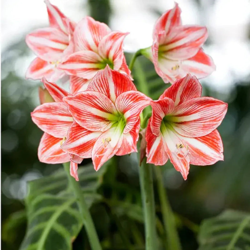 White Red Hippeastrum Flower seeds for Planting Bright Blooms Heirloom & GMO Free Seeds for Home Garden
Sale seeds for home garden planting