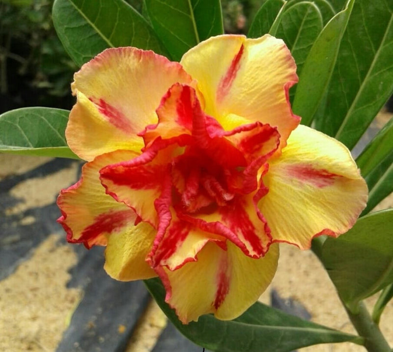 Orange & Yellow Adenium Flower seeds for Planting Seasonal Bloomer Heirloom & GMO Free Seeds for Home Garden
Sale seeds for home garden planting