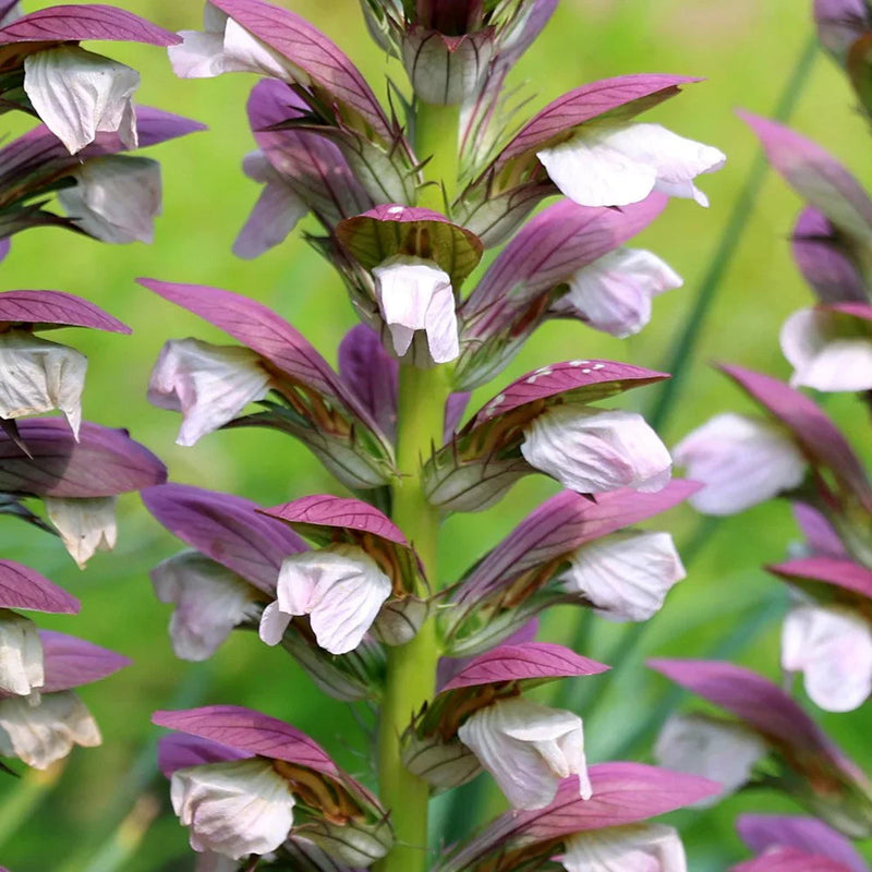 Purple White Acanthus Flower seeds for Planting Perfect for Borders Heirloom & GMO Free Seeds for Home Garden
Sale seeds for home garden planting