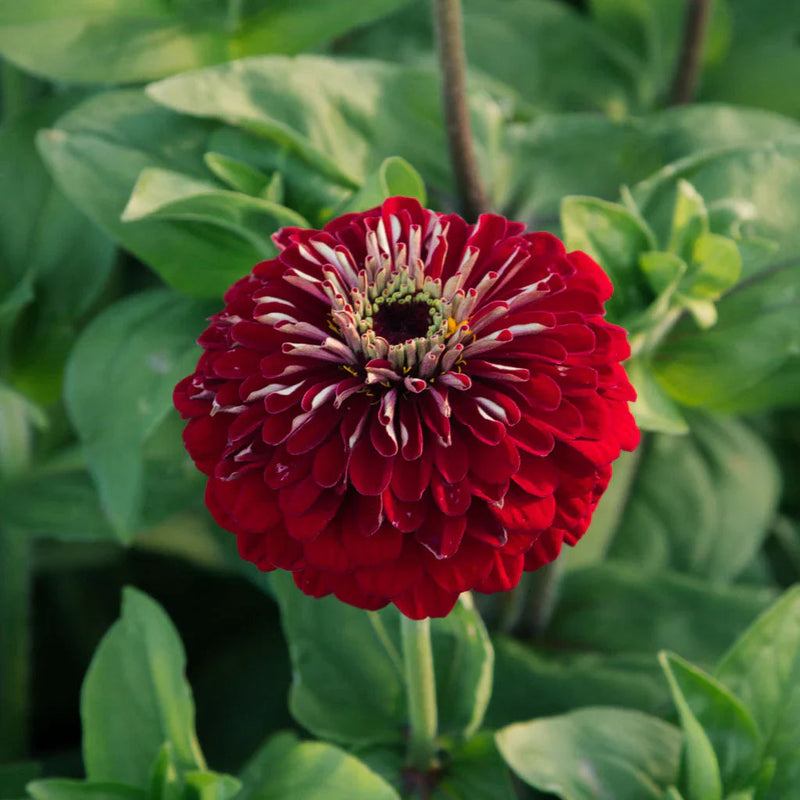 Deep Red Zinnia Flower seeds for Planting Wildflower Mix Heirloom & GMO Free Seeds for Home Garden
Sale seeds for home garden planting