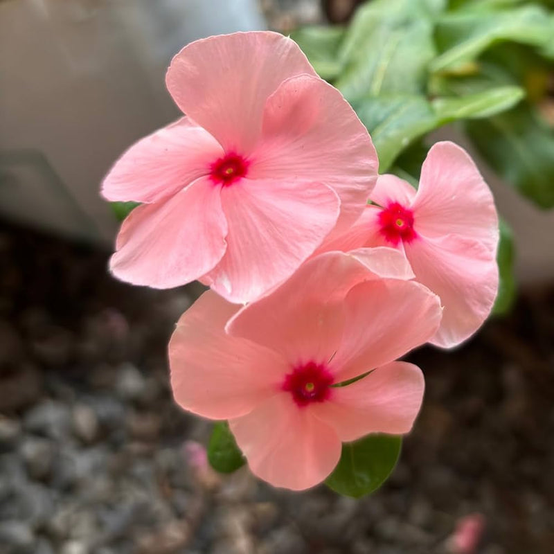 Light Pink Vinca Periwinkle Flower seeds for Planting - Sun Loving, Heirloom & GMO Free Seeds for Home Garden
Sale seeds for planting in home garden