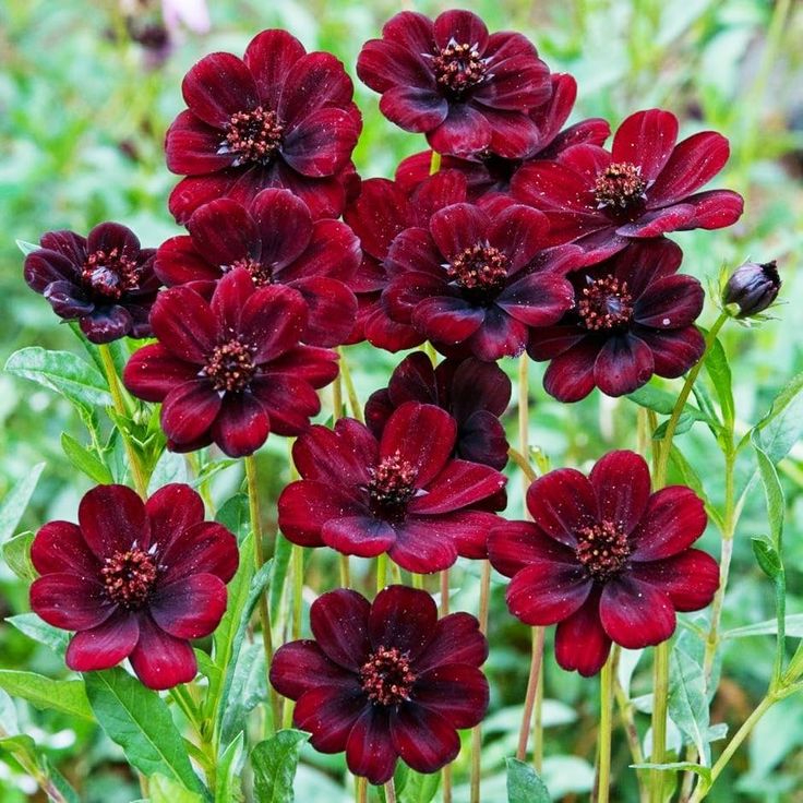 Marron Atrosanguineus Flower seeds for Planting - Hardy Variety, Heirloom & GMO Free Seeds for Home Garden
Sale seeds for planting in home garden