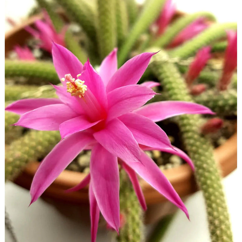 Aporocactus Flower seeds for Planting Pollinator Friendly Heirloom & GMO Free Seeds for Home Garden
Sale seeds for home garden planting