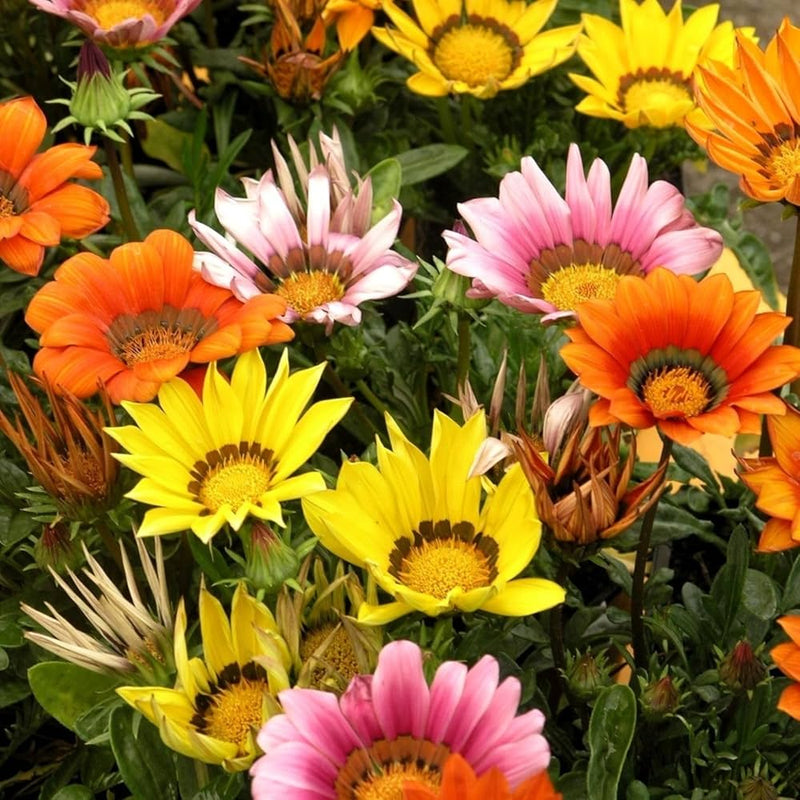 Gazania Flower seeds for Planting Easy to Grow Heirloom & GMO Free Seeds for Home Garden
Sale seeds for home garden planting