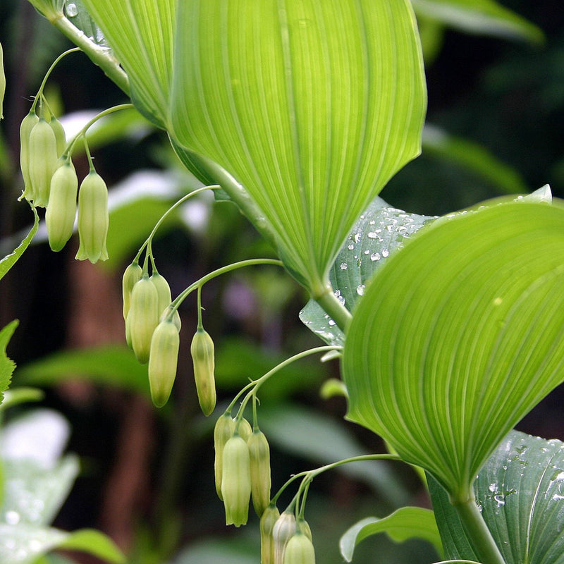 Polygonatum Flower seeds for Planting Colorful Display Heirloom & GMO Free Seeds for Home Garden
Sale seeds for home garden planting
