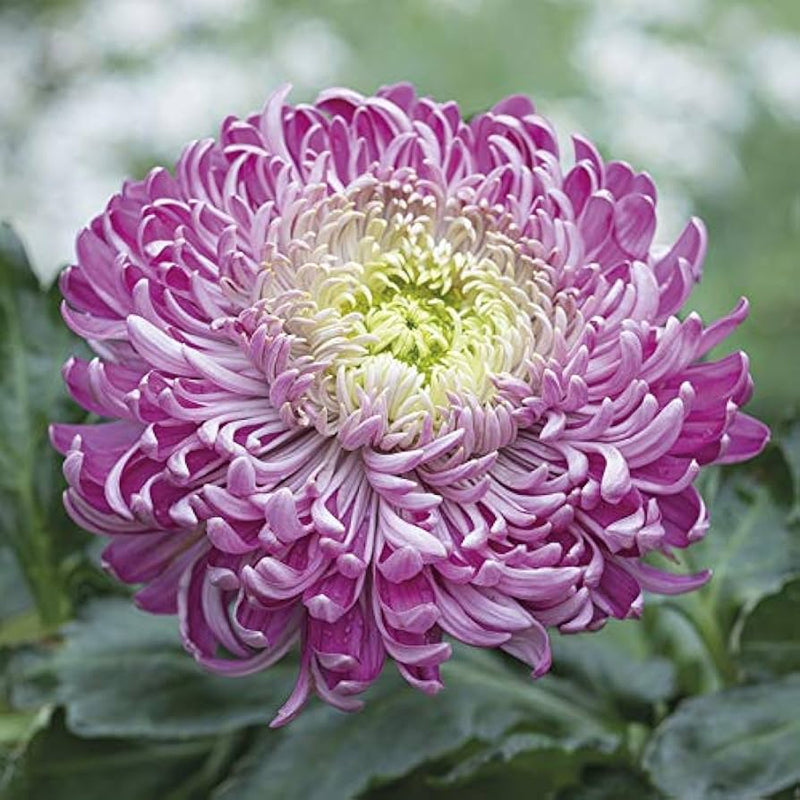 Purple White Chrysanthemum Flower seeds for Planting - Drought Tolerant, Heirloom & GMO Free Seeds for Home Garden
Sale seeds for planting in home garden