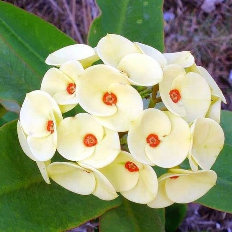 Thorn Flower seeds for Planting Cottage Garden Essential Heirloom & GMO Free Seeds for Home Garden
Sale seeds for home garden planting