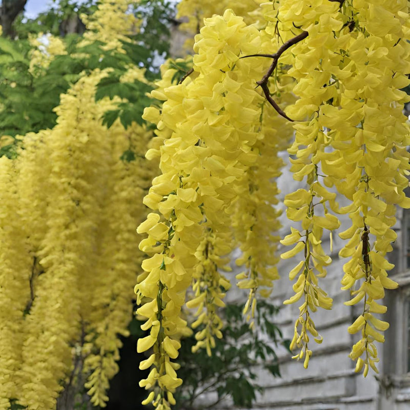 Yellow Wisteria Flower seeds for Planting Long Bloom Season Heirloom & GMO Free Seeds for Home Garden
Sale seeds for home garden planting