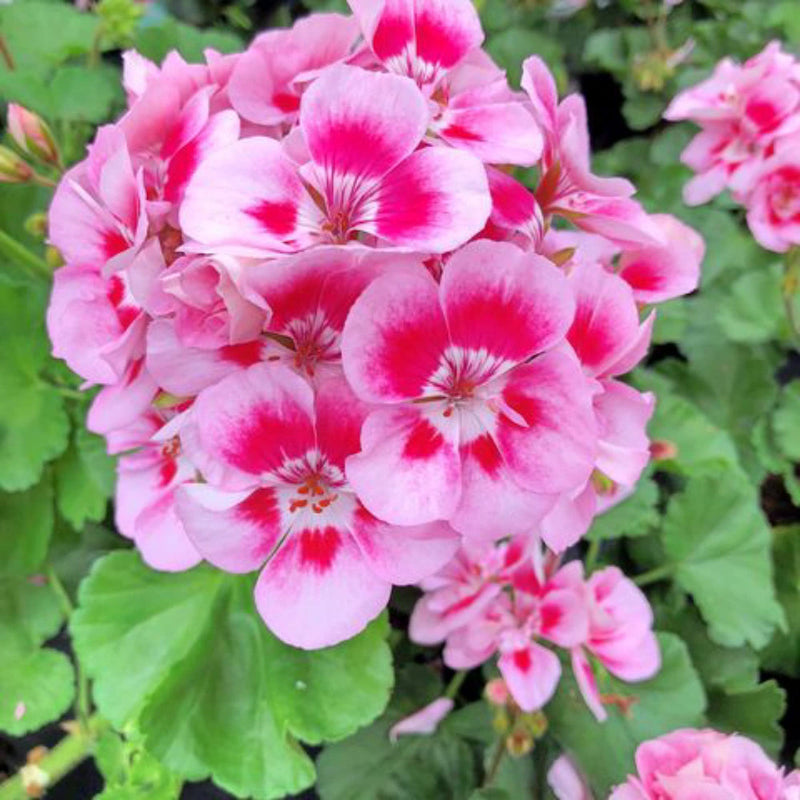 Pelargonium Flower seeds for Planting Long Bloom Season Heirloom & GMO Free Seeds for Home Garden
Sale seeds for home garden planting