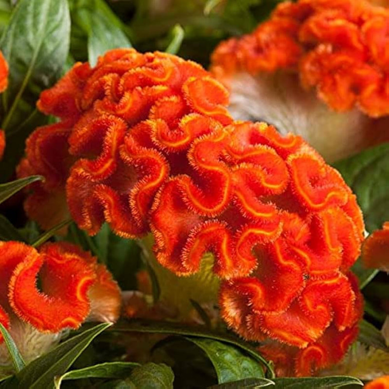 Orange Celosia Flower seeds for Planting Pollinator Friendly Heirloom & GMO Free Seeds for Home Garden
Sale seeds for home garden planting