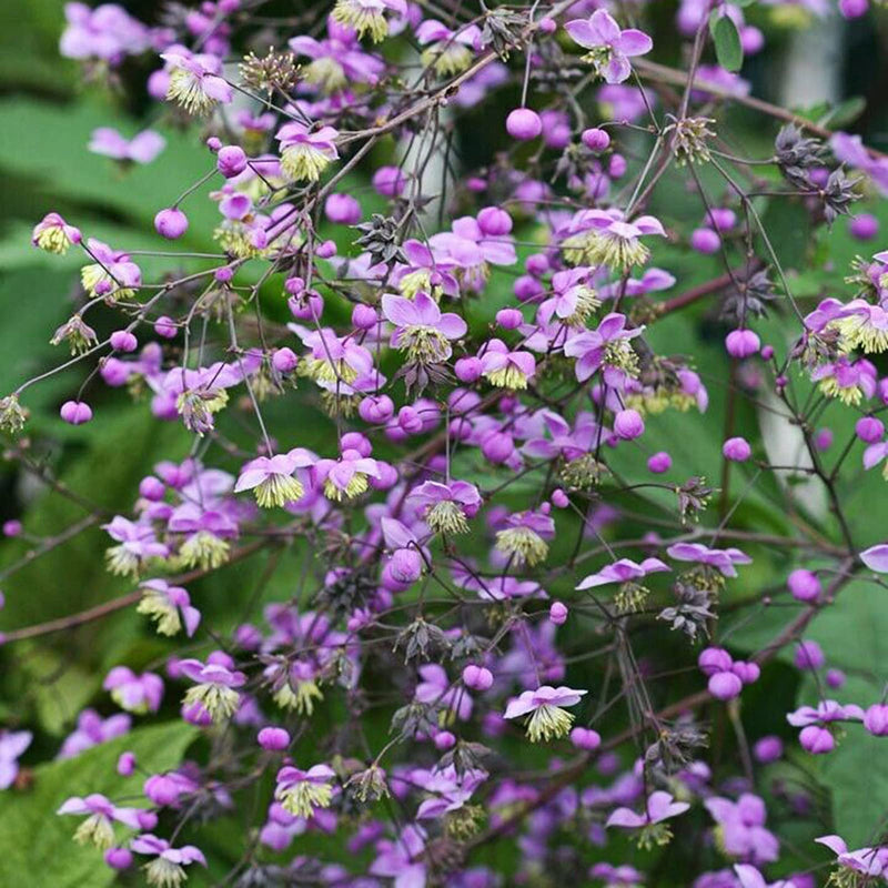 Thalictrum Flower seeds for Planting Premium Quality Heirloom & GMO Free Seeds for Home Garden
Sale seeds for home garden planting