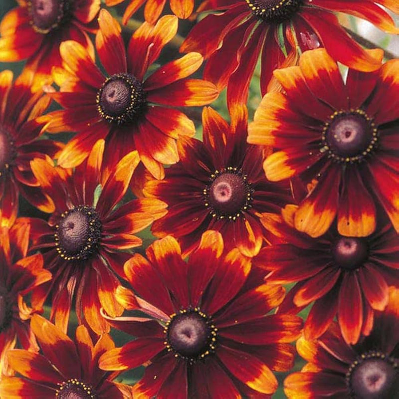 Chocolate Orange Rudbeckia Flower seeds for Planting Compact Growth Heirloom & GMO Free Seeds for Home Garden
Sale seeds for home garden planting