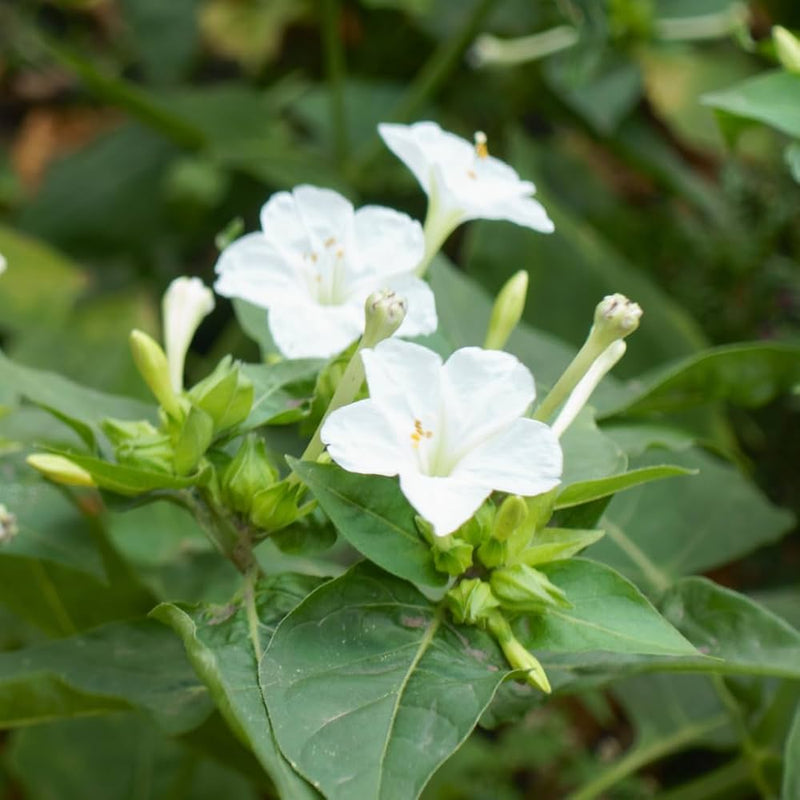 White Four O'Clock Flower seeds for Planting Shade Tolerant Heirloom & GMO Free Seeds for Home Garden
Sale seeds for home garden planting