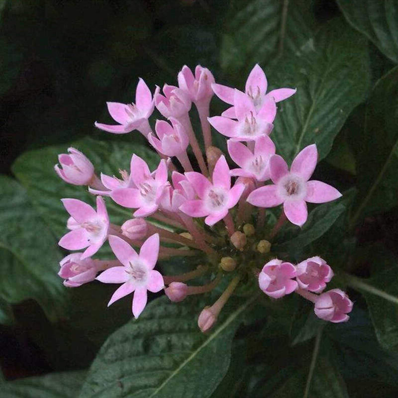 Pink Serpentina Flower seeds for Planting Low Maintenance Heirloom & GMO Free Seeds for Home Garden
Sale seeds for home garden planting