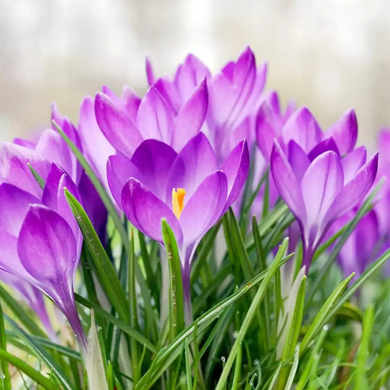 Purple Colchicum Flower seeds for Planting Perfect for Borders Heirloom & GMO Free Seeds for Home Garden
Sale seeds for home garden planting