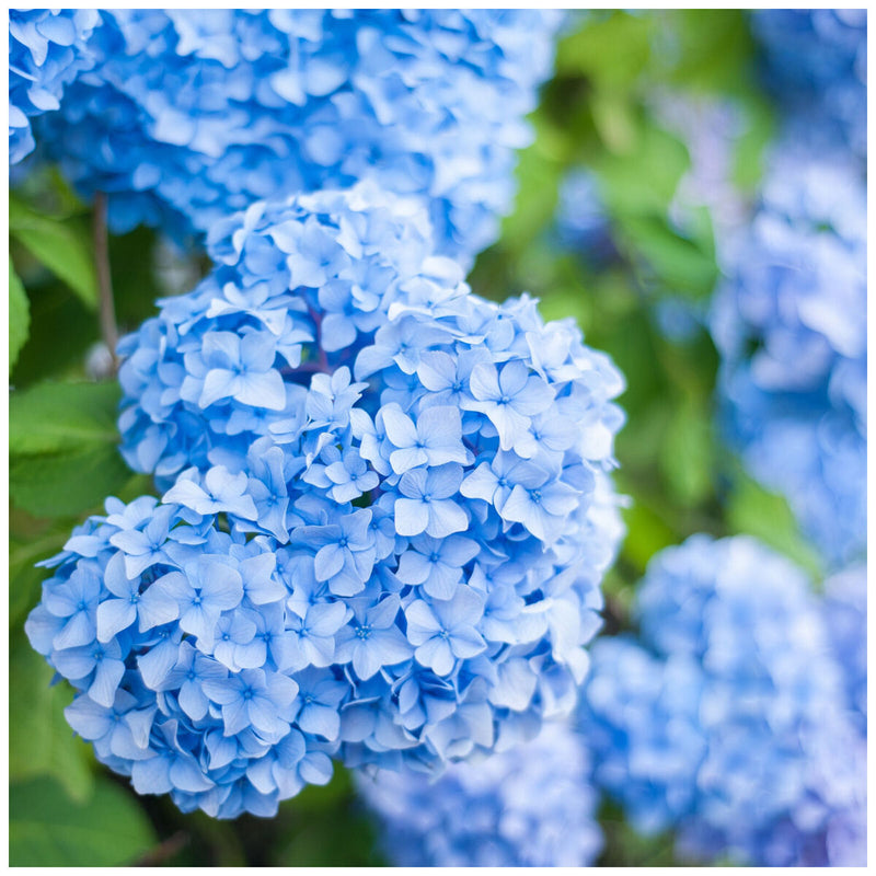 Light Blue Hydrangea Flower seeds for Planting Cut Flower Favorite Heirloom & GMO Free Seeds for Home Garden
Sale seeds for home garden planting