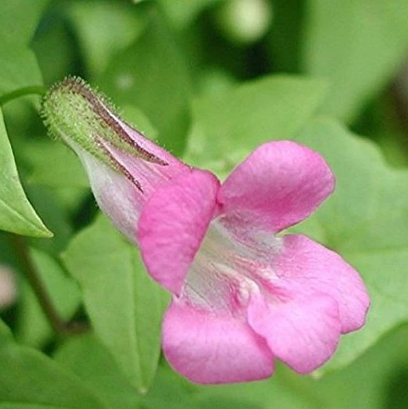 Pink Asarina Flower seeds for Planting - Bright Blooms, Heirloom & GMO Free Seeds for Home Garden
Sale seeds for planting in home garden