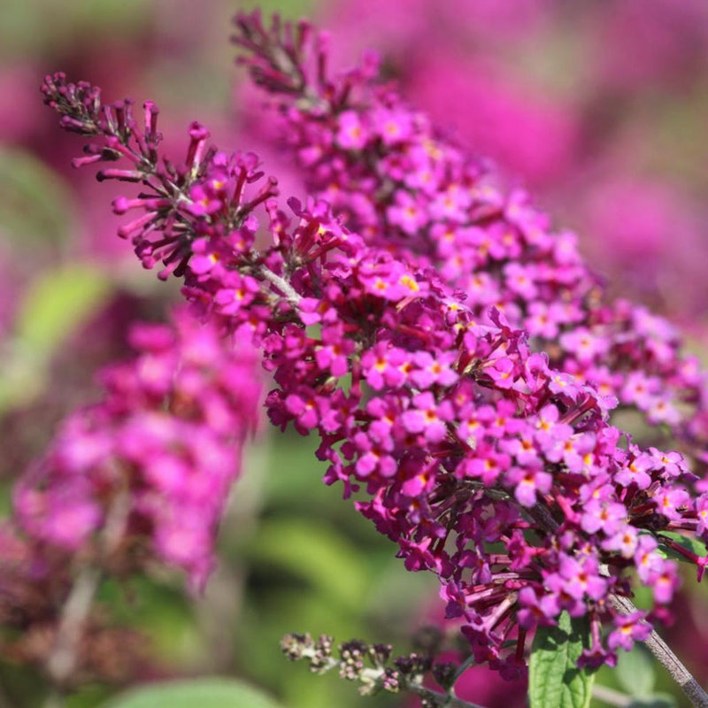 Pink Miss Ruby Flower seeds for Planting - Seasonal Bloomer, Heirloom & GMO Free Seeds for Home Garden
Sale for planting in home garden